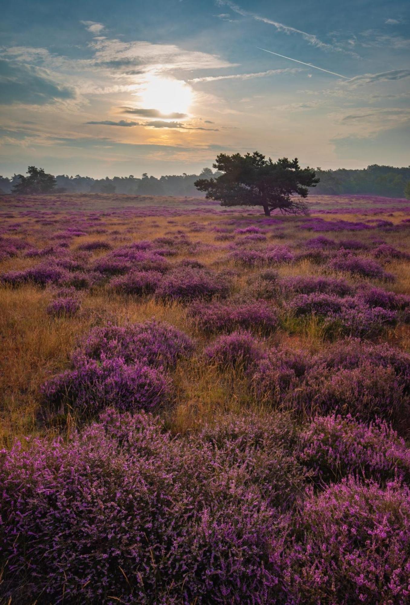 Vakantiehuis Vliegend Hert Veluwe Nunspeet Exterior photo